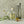 Load image into Gallery viewer, Mediterranean Gin